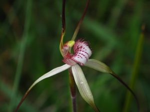 Orchid Nigel Swarts