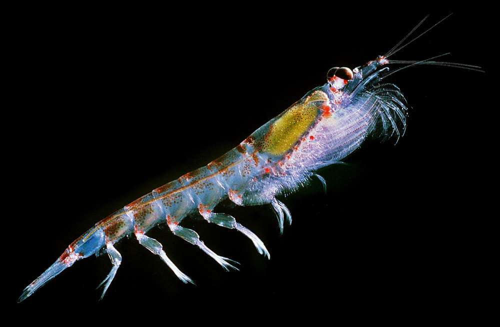 Antarctic krill: What do the Southern Ocean’s charismatic “omega-fauna