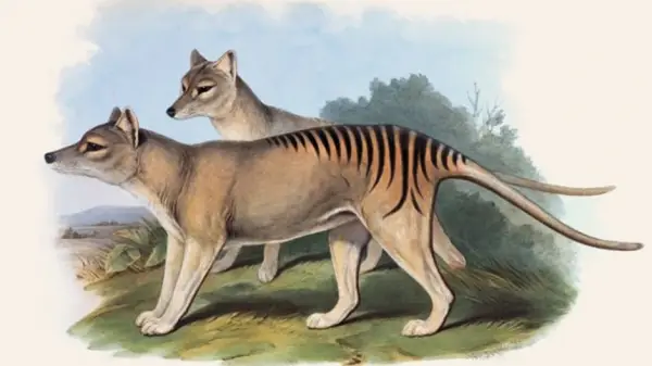 Thylacinus cynocephalus (Tasmanian tiger) from John Gould’s The Mammals of Australia, Vol 1. 1863