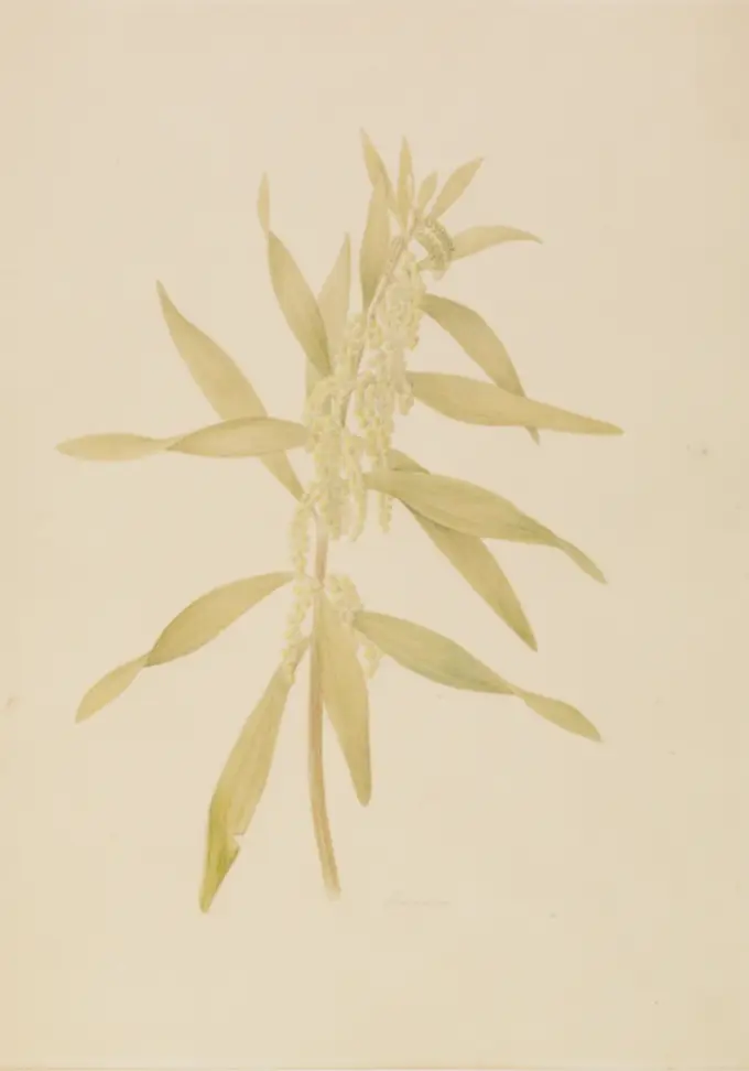 Acacia