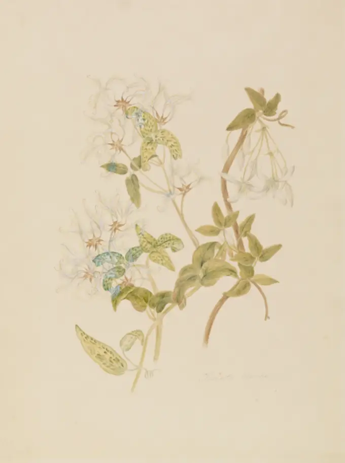 Clematis blanda (now known as Clematis aristata)