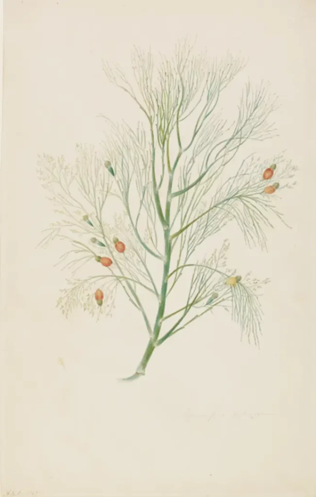Exocarpus Cupressimus