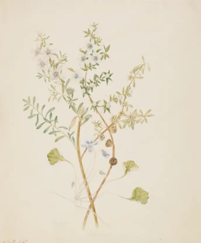 Leptospermum (Wooly Tea Tree Leptospermum lanigerum, Manuka Leptospermum scoparium and Native violet Ivy Viola hederacea)