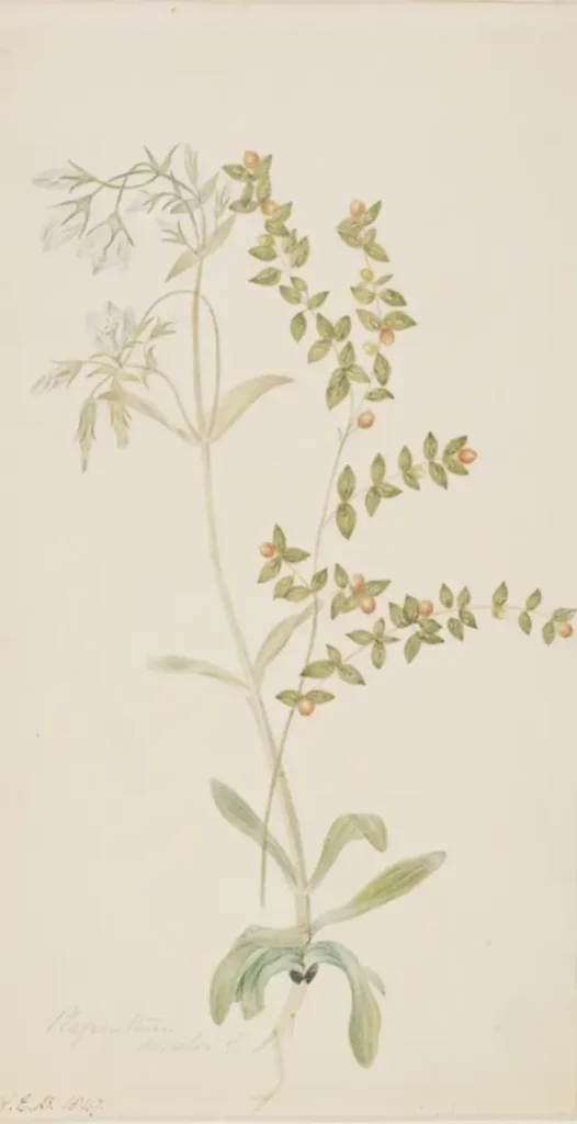 Plagianthus discolor (now known as Asterotrichion discolor but likely a Gentianella species)