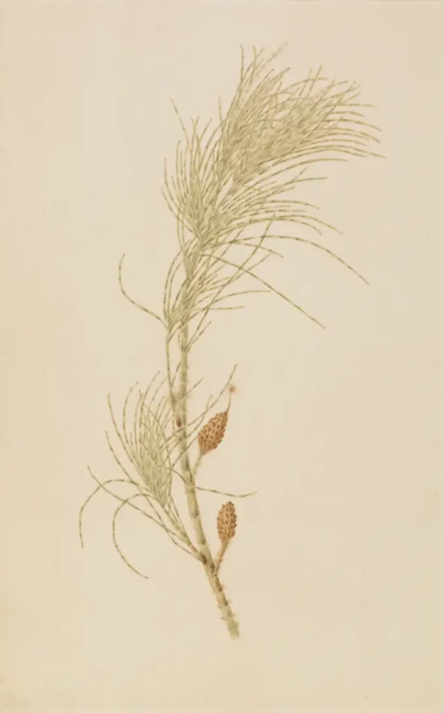 Swamp Oak (Allocasuarina littoralis)