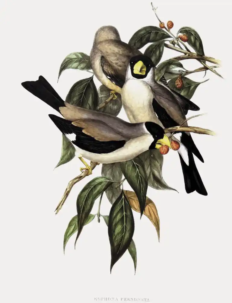John Gould and Henry Constantine Richter Eophona personata [Japanese Grosbeak]. Hand-coloured lithograph, 10.24 x 14.78, Gould, J. 1850 The Birds of Asia.