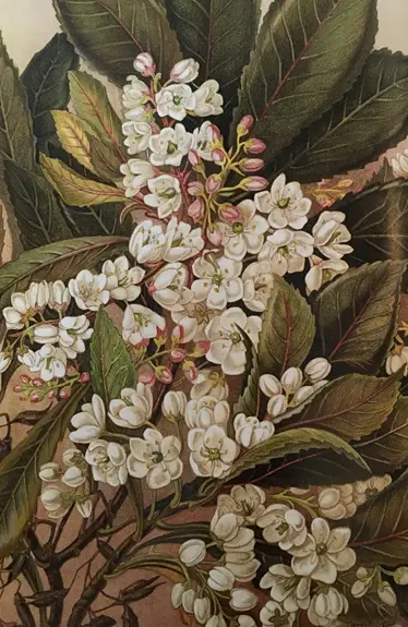 Anopterus glandulosus (Tasmanian Laurel) and Prionotes cerinthoides (Climbing epacris). Chromolithograph. Louisa Anne Meredith
