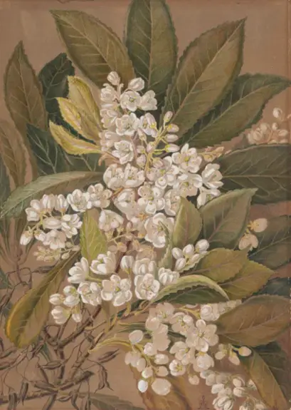 Anopterus glandulosus (Tasmanian Laurel) and Prionotes cerinthoides (Climbing epacris). Watercolour. Louisa Anne Meredith