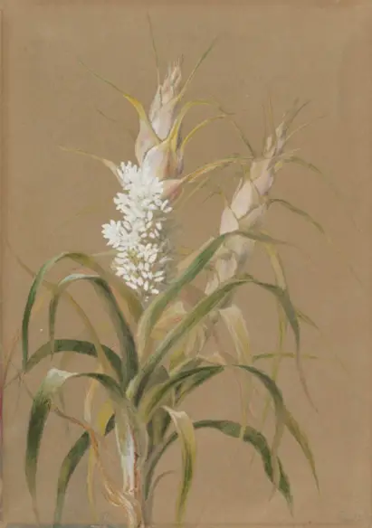 Richea dracophylla (White Flowering Grass Tree) Watercolour.