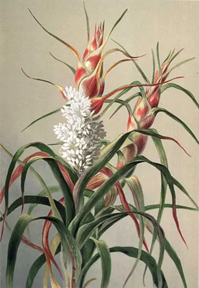 Richea dracophylla (White Flowering Grass Tree) Chromolithograph.