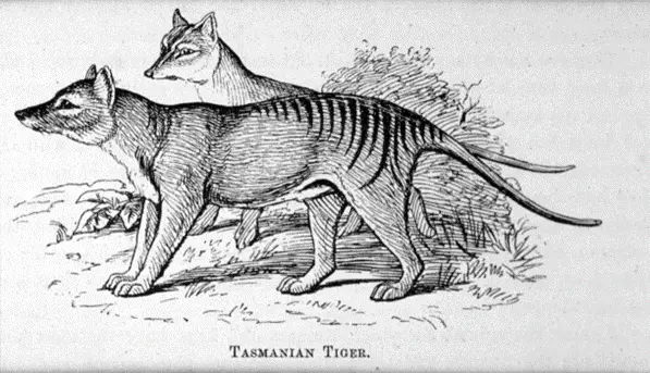 Tasmanian Tiger: Louisa Anne Meredith, from Tasmanian friends and foes: feathered, furred and finned, from the Society’s library.