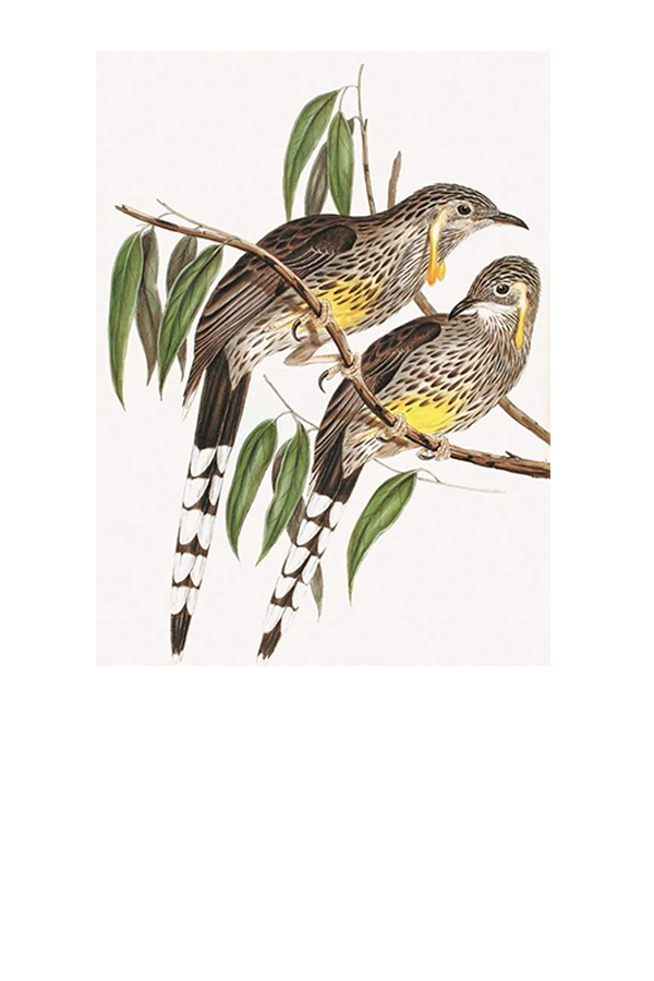 Royal Society Greeting Cards