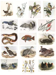 Royal Society Greeting Cards