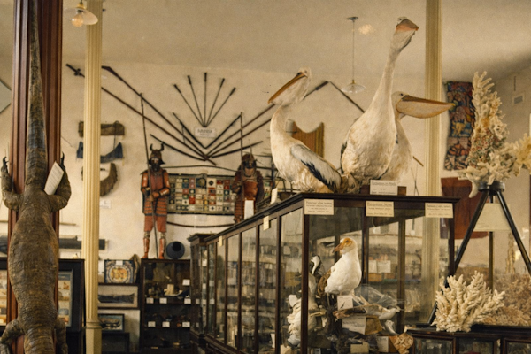Vintage museum with taxidermy and artifacts.